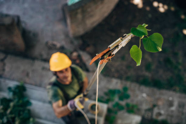 How Our Tree Care Process Works  in Excelsior, MN